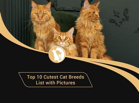 Top 10 Cutest Cat Breeds List With Pictures Cat Breeds List Cute Cat