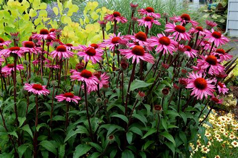 10 Best Low Maintenance Flowers For Effortless Garden