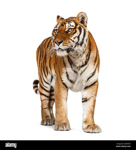 Tiger Standing Up In Front Of A White Background Stock Photo Alamy