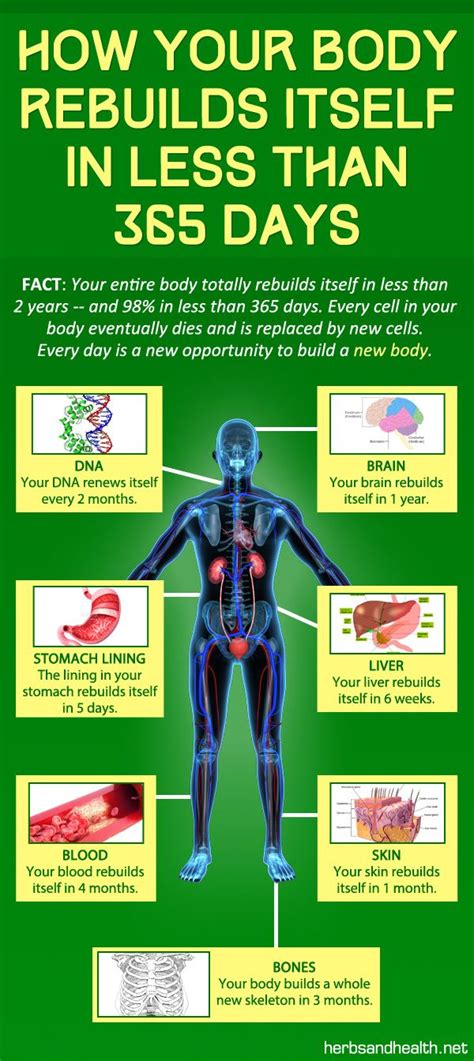How Your Body Rebuilds Itself In Less Than 365 Days Health And