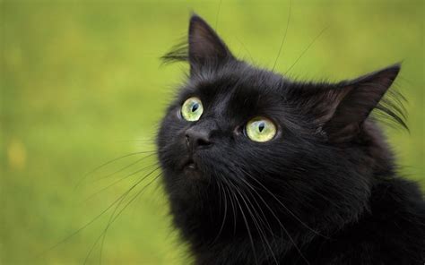 Beautiful Black Cat Hd Pictureswallpapers 2013