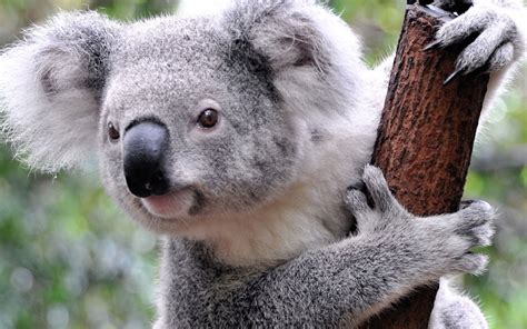 I never met my grandpa on my mother's side (nasty relationship and divorce with grandma of that side). what do koalas eat?