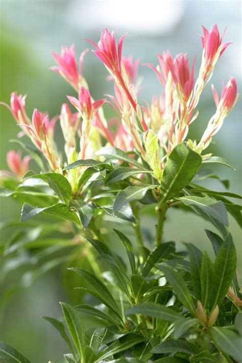 Pieris Forest Flame Lily Of The Valley Shrub Garden Plants
