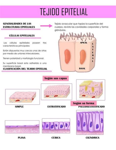 Tejido Epitelial Y Glandular UDocz