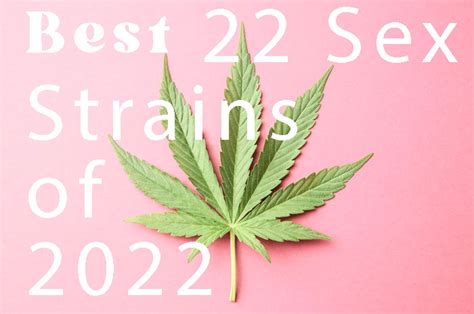Top 22 Sex Strains In 2022 Ascendancy Strains