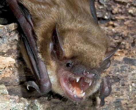Bat Tested Positive For Rabies At Grand Canyon The Daily Courier