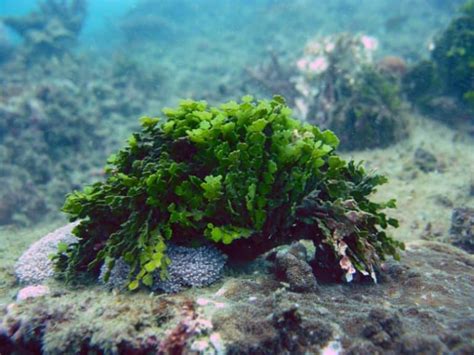 Best Macroalgae For Reef Tanks Salt Tank Report