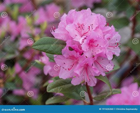 Bright Pink Flower Bloom In The Spring Stock Photo Image Of Plant