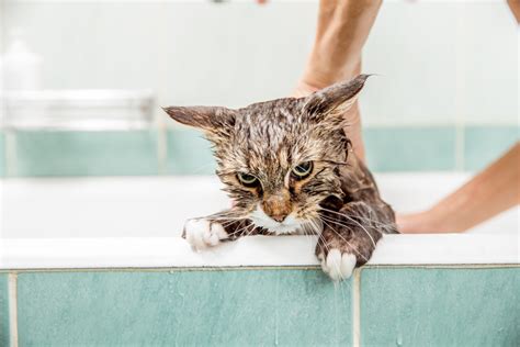 The Truth Behind Why Your Cat Hates Water The Village Vets