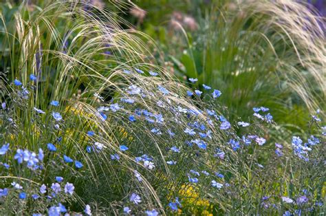 How To Grow And Care For Flax Flowers