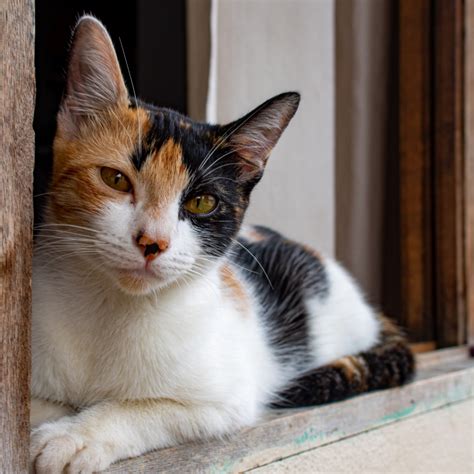 Calico Cats Pictures Fun Facts And Traits
