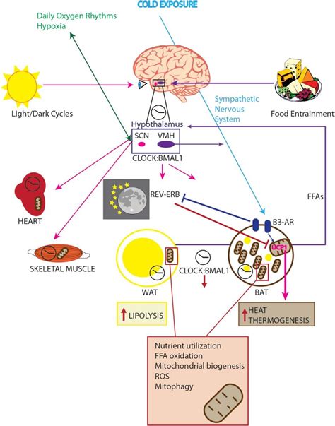The Circadian System As A Mediator Of Metabolic Functions In Different