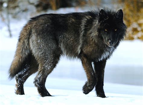 Wolfdog For Sale In Nc