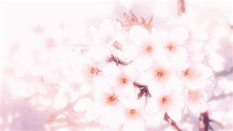 Tag For Cherry Blossom Petals Transparent Petals Tumblr