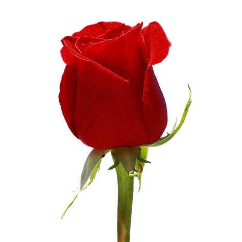 We did not find results for: Single Mother's Day Roses for Flower Sale Fundraiser ...