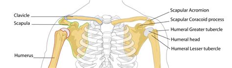 Bones Of The Shoulder Meddists