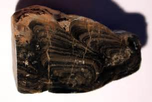 Horse Tooth Stromatolite Cross Section Cut From A 15kg Lump Found On