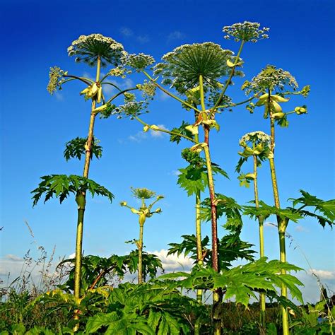 Removal Of Giant Hogweed Environet Uk
