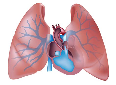 Pde5 Inhibitors Beneficial In Who Group 1 Pulmonary Arterial
