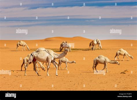 Camels in the desert, Saudi Arabia Stock Photo - Alamy