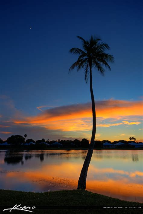 Palm Beach Gardens Sunset Coconut Tree At Lake Royal Stock Photo