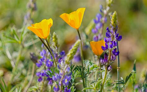 Arizona Wildflowers Harder To Find In ‘below Average Season