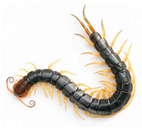 Chinese Red Headed Centipede Wikipedia