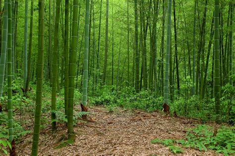 China Has Over 6 Mn Hectares Of Bamboo Forests The Tribune India