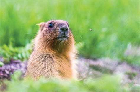 How to stop gophers in your garden. Moles, voles and gophers: How burrowing wildlife can ...