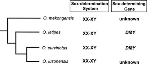 The Xx Xy Sex Determination System In Oryzias Luzonensis And O