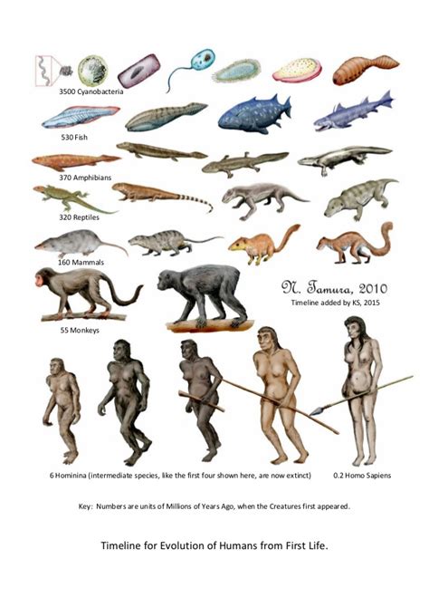 Timeline For Evolution Of Humans Evolution Human Evolution