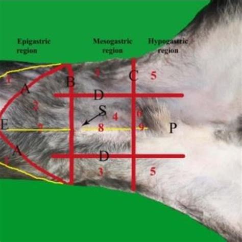 What Organs Are On The Right Side Of A Dog