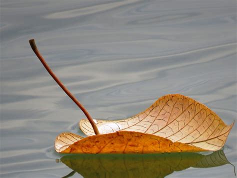 Leaf Floatingfloatingleafwatersea Free Image From