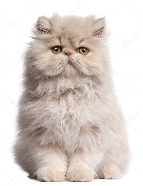 Young Persian Cat Sitting In Front Of White Background Stock Photo By