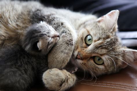 Key life stages of a cat. Cat Pregnancy Stages - Fetal Development Until Birth