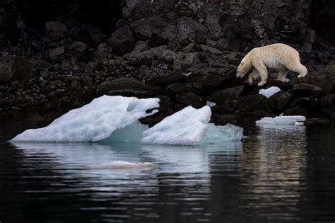Polar Bears At Their Arctic Kingdom Guide To Greenland