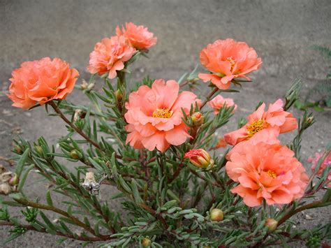 Die pflanze kommt mit extrem wenig pflege aus und blüht. Portulakröschen (Portulaca grandiflora): Pflege ...