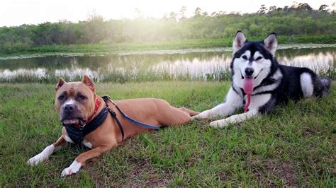 How Not To Hike With Two Powerful Dogs Alaskan Malamute And Pitbull