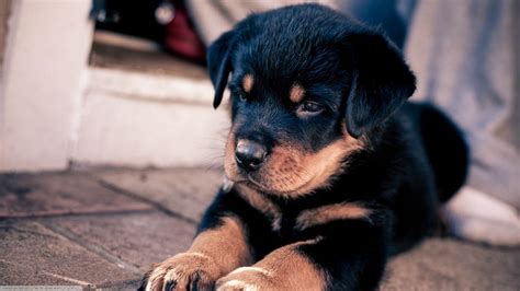 Rottweiler Awesome HD Wallpapers ,Backgrounds In High Resolution – All