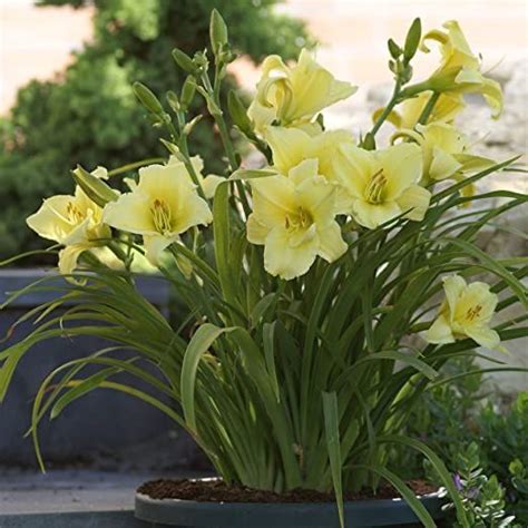 Van Zyverden Color Your Garden Yellow Collection Flower Bulbsred