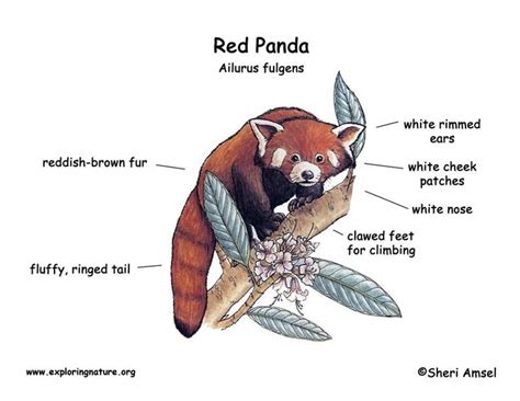 17 Best images about Ailu's Red Panda Relatives on Pinterest | A tree