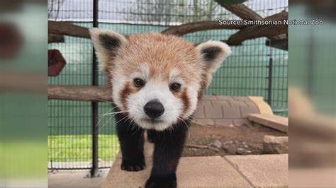 Smithsonian Welcomes 3 Red Pandas To Front Royal Conservation