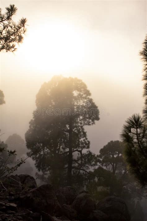 Sunset Over Misty Pine Tree Forest Stock Image Image Of Jungle