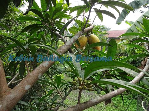 Jual buah apokat mentega, kota bekasi. Kebun Bahagia Bersama: View on top the Canistel