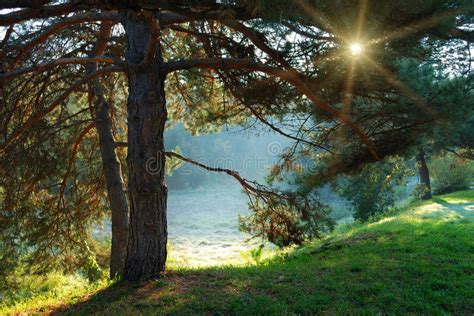 Pine Tree And Sun Rays Through The Branches Stock Image Image Of Rays