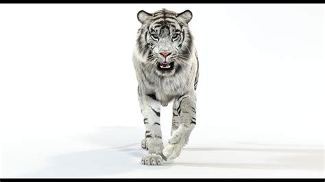 Tiger Walking Sumatran Tiger White Tiger 3d Animation Big Cats