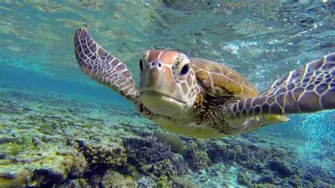 Snorkeling With Turtles In Honolulu Honolulu Tours