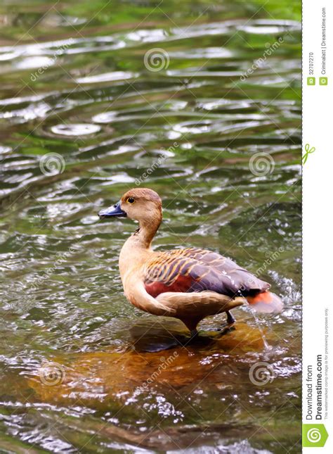 Brown Teal Duck Standing In Water Stock Photo Image Of Outdoor Wing
