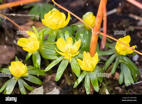 Late Winter Flowers Of A Fertile Semi Double Form Of The Winter