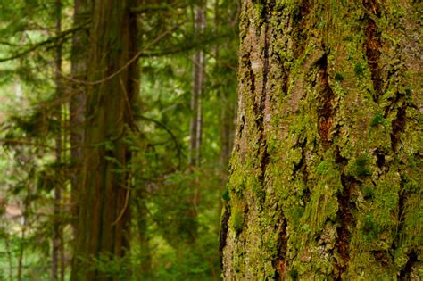 Pacific Northwest Forest And Douglas Fir Trees Stock Photo Download